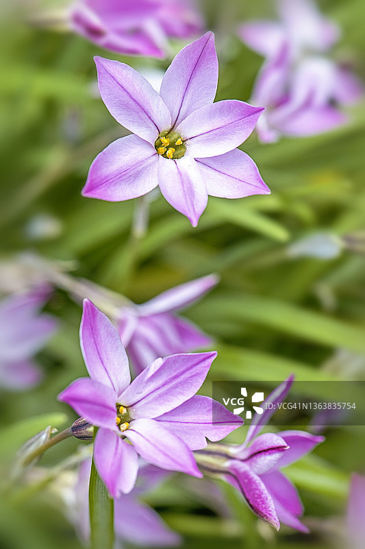 美丽的，粉红色的，春天的一花，紫色的花也称为春星，或春天的星花，在柔和的阳光下图片素材