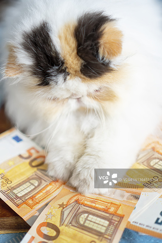 一只猫试图用爪子抓50欧元纸币图片素材