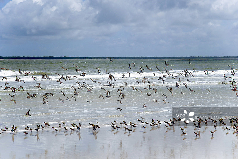 巴西，一群鸟在海洋上空飞翔图片素材