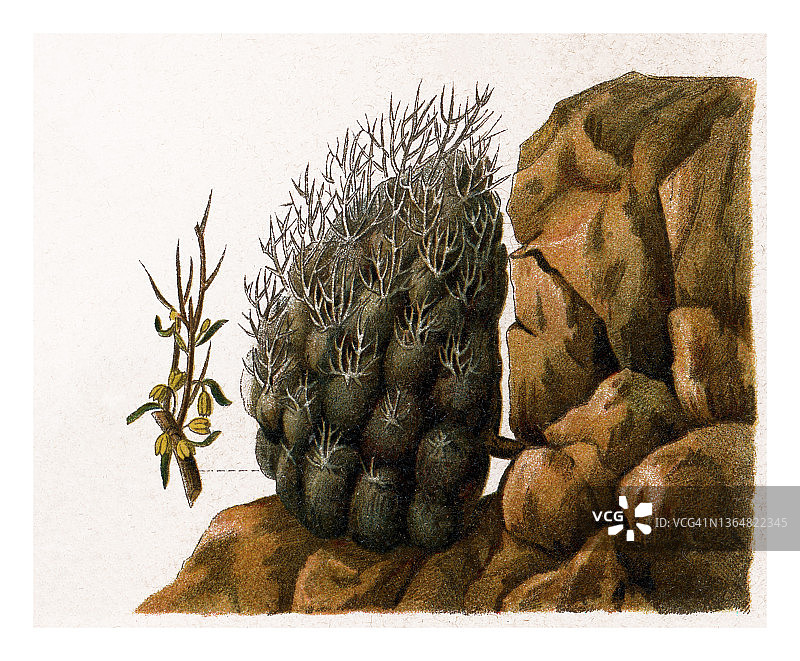 古老的植物学雕刻插图，草原植物-佩休利棘豆图片素材