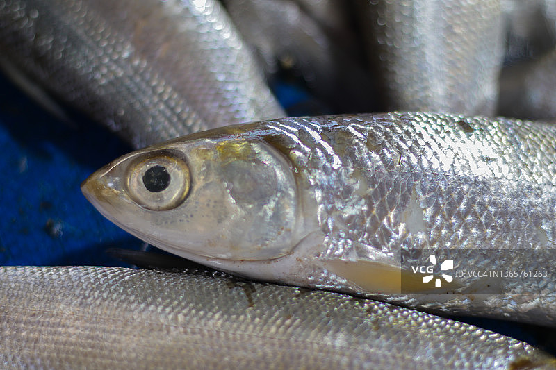 在海鲜市场出售的鲜鱼。鱼的眼睛细节特写镜头。图片素材