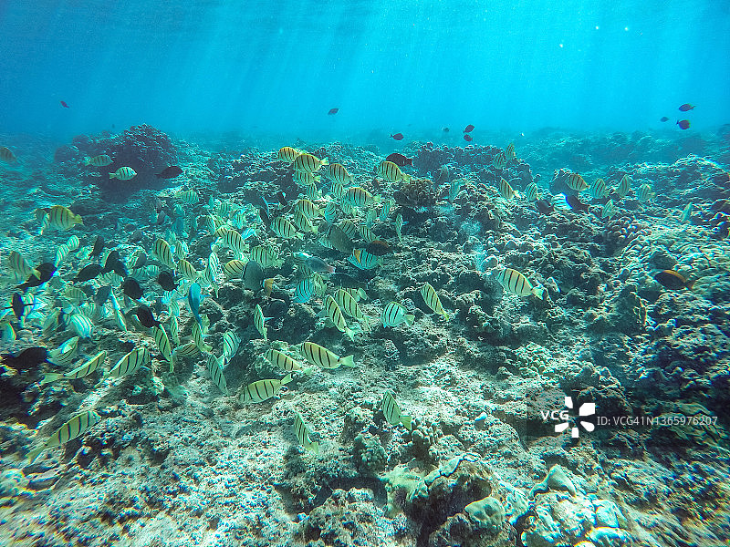 在夏威夷毛伊岛的海洋中浮潜图片素材