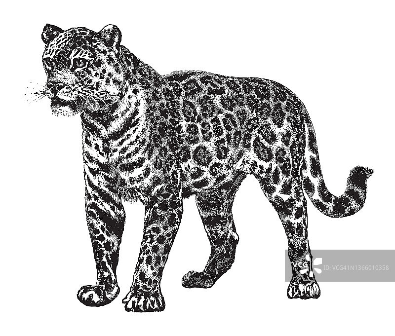 美洲虎(Panthera onca) -复古插图图片素材