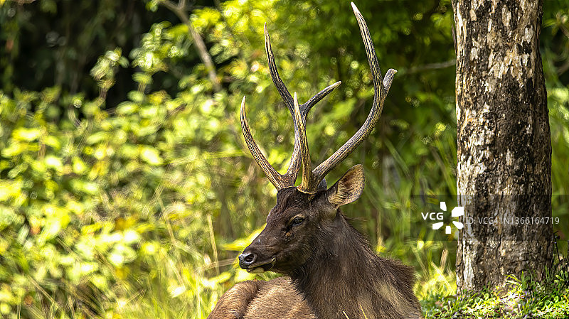 近距离观察大自然中的黑鹿(单色鹿或鹿)图片素材