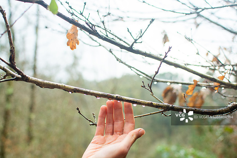 下雨天后，女人的手触摸树干上的水珠图片素材