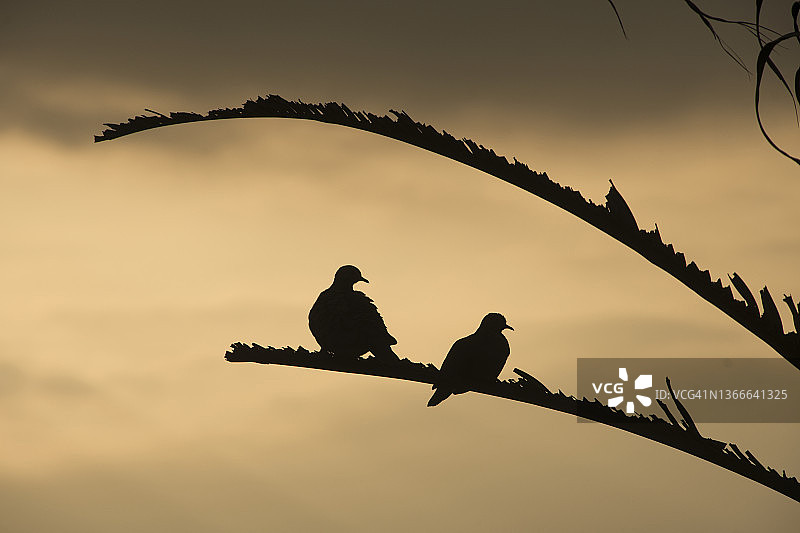 两只鸽子在树枝上。桑托斯，São，圣保罗，巴西图片素材