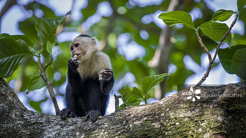 哥斯达黎加卡惠塔国家公园，一只白脸僧帽猴宝宝在树顶图片素材
