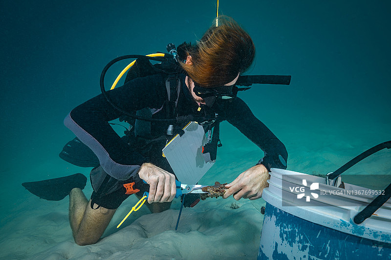 潜水员在水下采集珊瑚样本进行珊瑚研究图片素材
