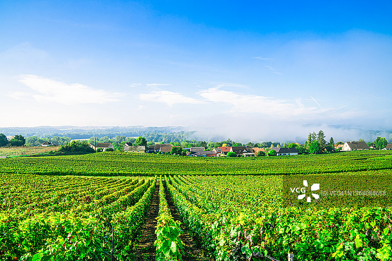 法国山区农场的葡萄园和葡萄。图片素材