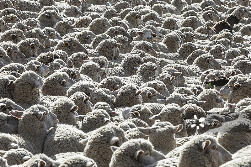 牧羊节前，羊群在田野里奔跑图片素材