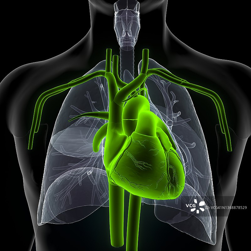 人体心脏解剖的3d插图。图片素材