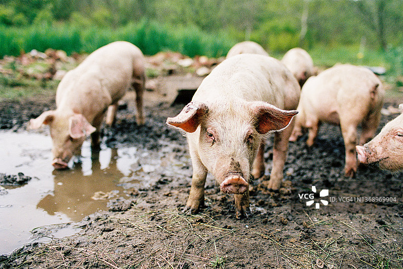 在泥泞的猪圈里，一把粉红色的小猪。有些人在喝水，有些人只是四处走走图片素材