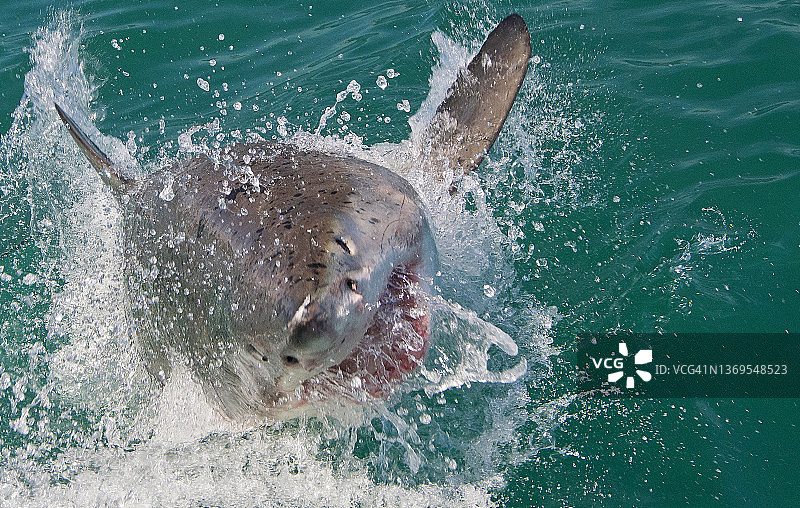大白鲨，Gansbaai，南非图片素材