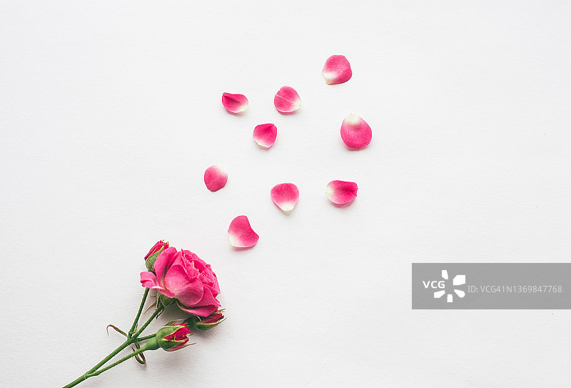 白色背景上的粉色玫瑰。情人节贺卡。图片素材