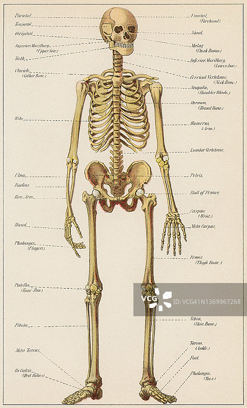 古老的人体骨架雕刻插图图片素材