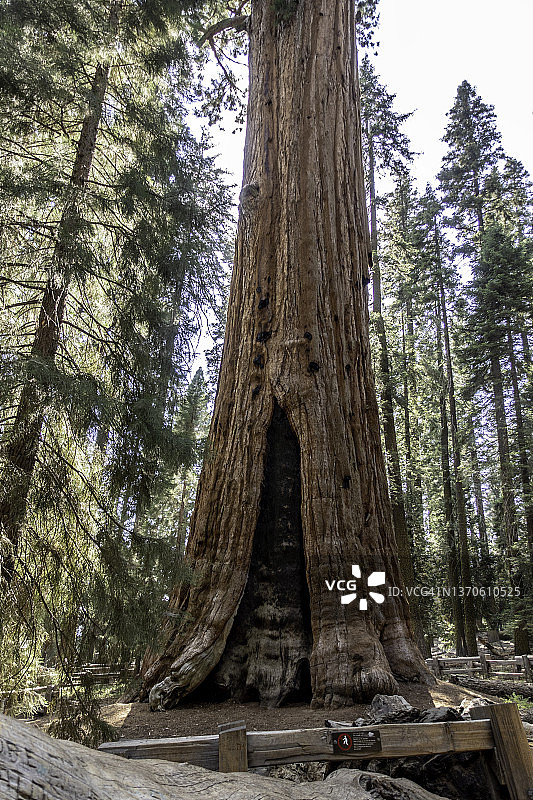 美国红杉国家公园巨林中的谢尔曼将军树图片素材