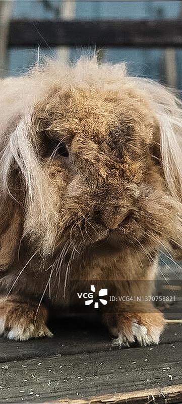 动物——兔子图片素材