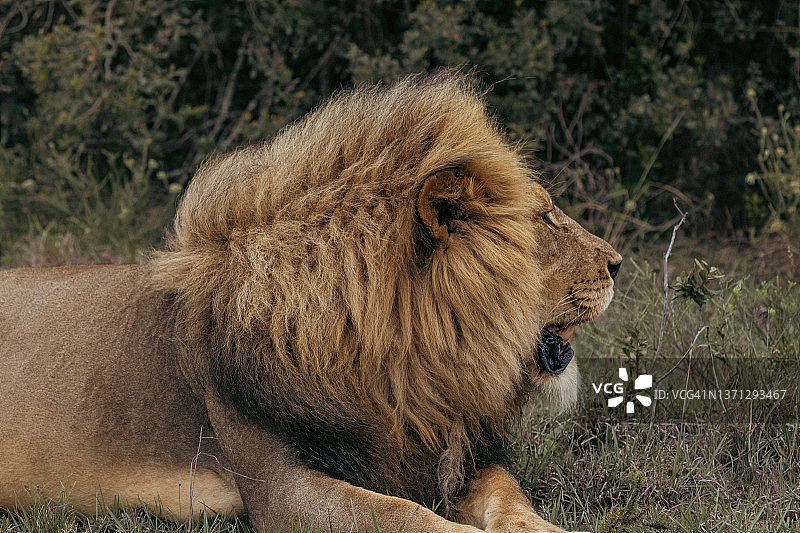 南非东开普省拉利贝拉野生动物保护区，一头雄狮从侧面拍摄到远处的景象图片素材