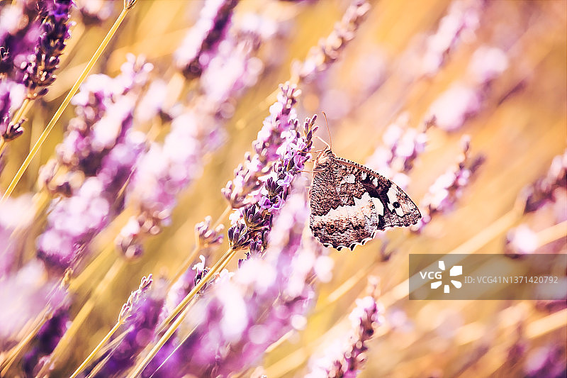蝴蝶在盛开的薰衣草中图片素材