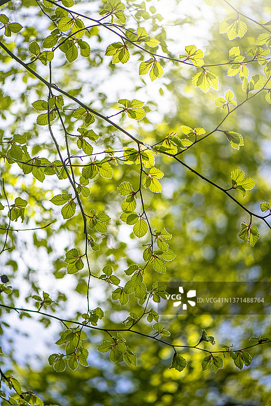 山毛榉(Fagus Sylvatica)美丽清新的绿色春天叶子的特写图片图片素材