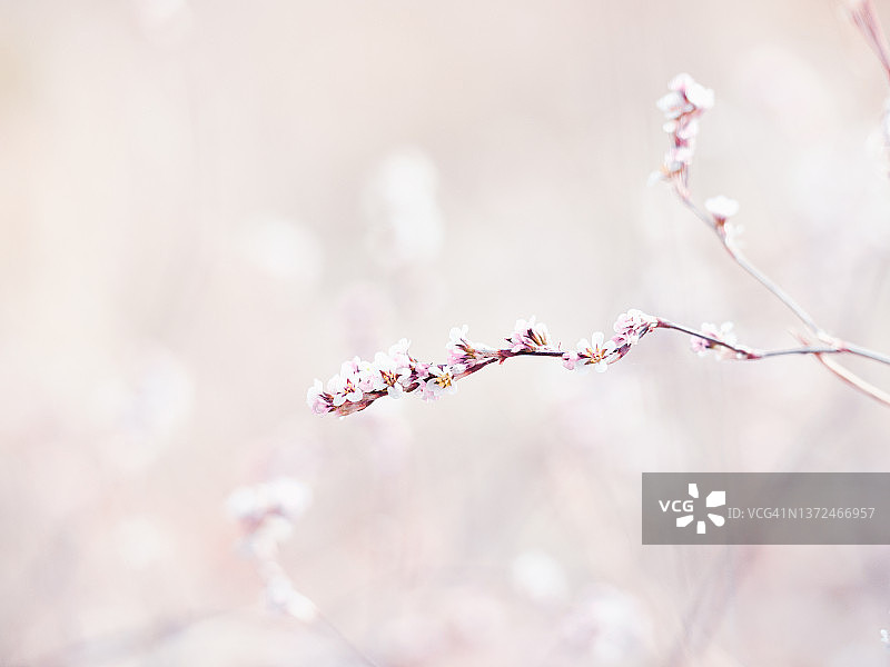 柔和的粉红色小野花对模糊的背景图片素材