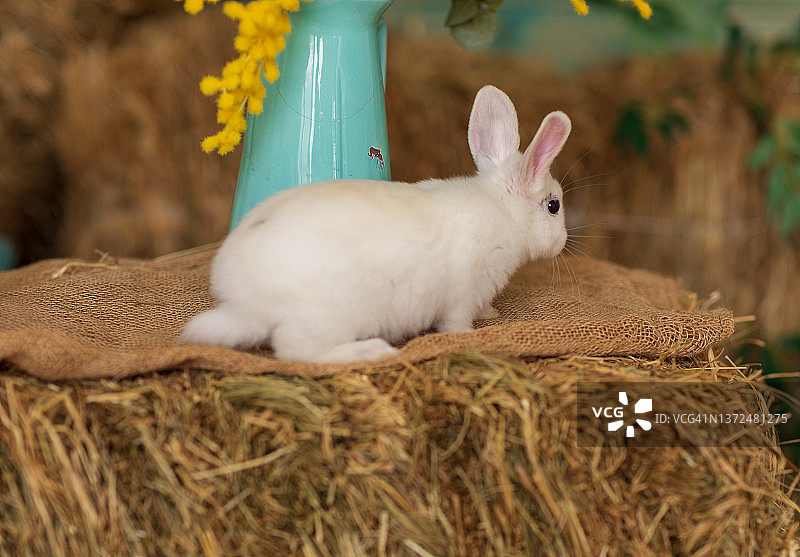 一只小白兔坐在被白色和蓝色花朵环绕的干草上。毛茸茸的动物,啮齿动物。复活节。象征2023年新年、圣诞节。图片素材