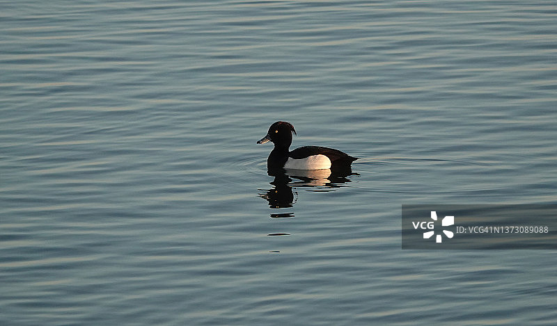 阳光明媚的一天，一只雄性簇绒鸭在湖里游泳。图片素材