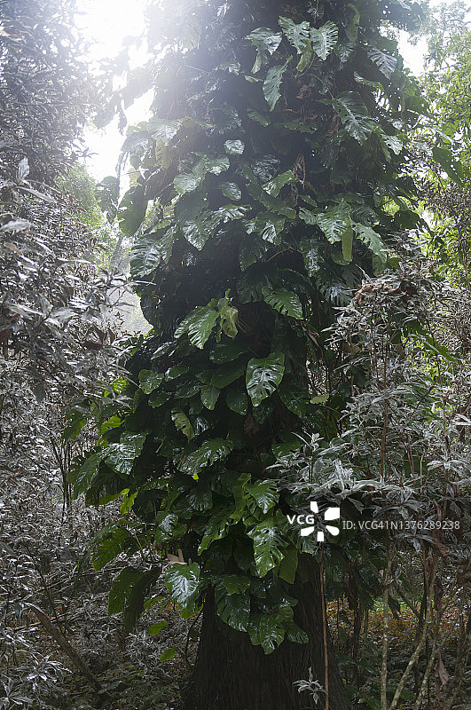 在热带雨林中，一种生长在树干上的植物。“瑞士奶酪工厂”。图片素材
