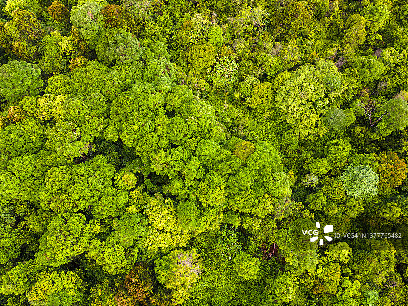 无人机视角的湿地沙巴州婆罗洲马来西亚图片素材
