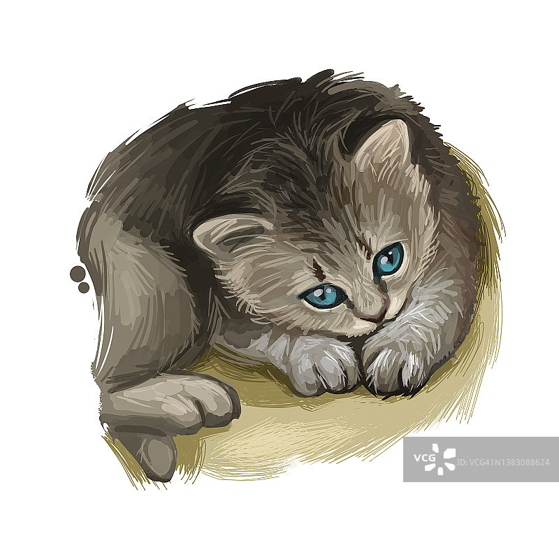英国长毛猫孤立在白色背景上。手绘kitty的数字艺术插图。优雅的长毛小猫，浓密的灰白色绒毛，深蓝色的眼睛。图片素材