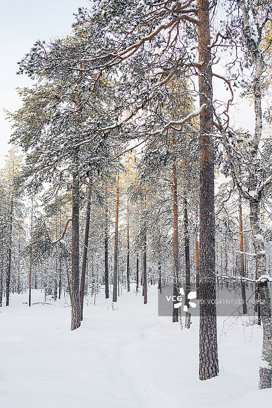 森林里的树木在冬天被雪覆盖。图片素材