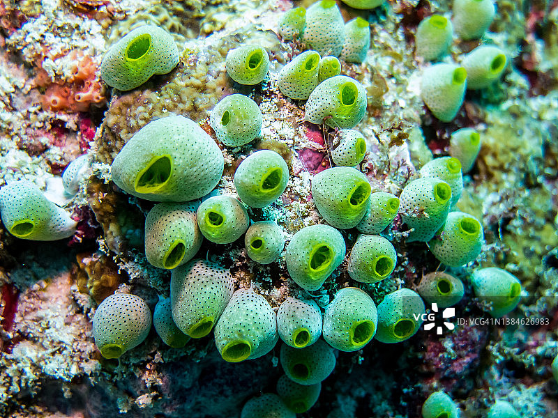 绿色海鞘群体(双鳃海鞘)图片素材