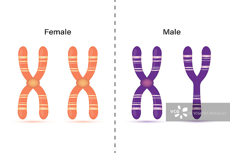 性chromome结构。男性和女性。图片素材