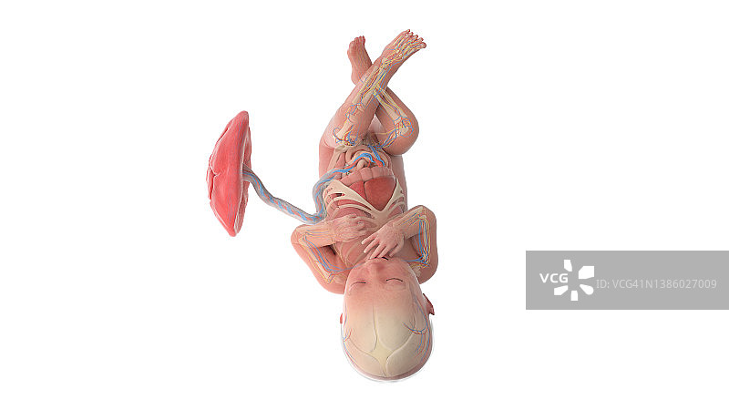36周胎儿解剖图，附图图片素材
