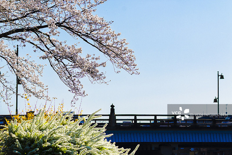 樱花盛开的美国戈乔桥图片素材