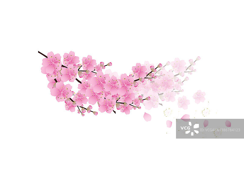 樱花花朵背景。樱花孤立白色背景图片素材
