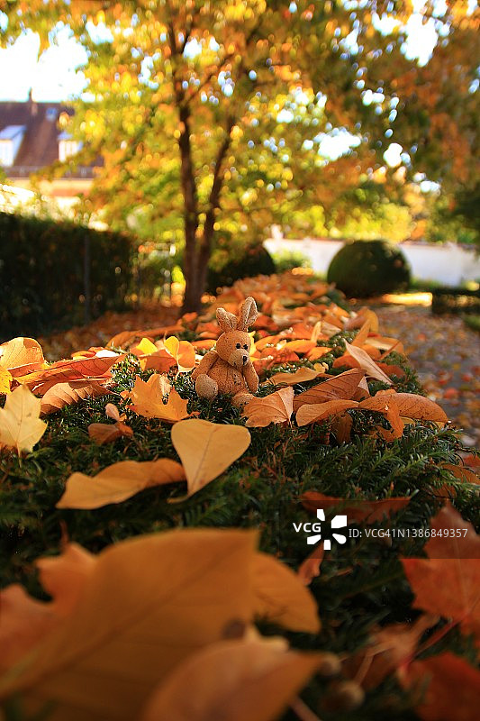 秋天的树叶和树在公园里图片素材