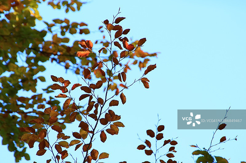 秋天的树叶和树在公园里图片素材
