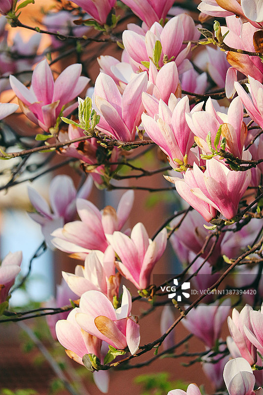 神奇的木兰在粉红色和桃色的心情图片素材
