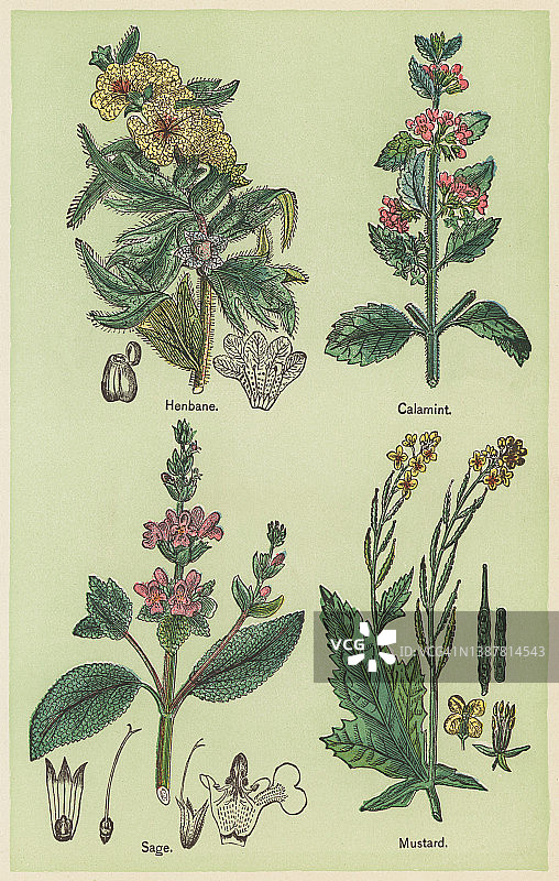 古老的药用植物彩色版画插图图片素材
