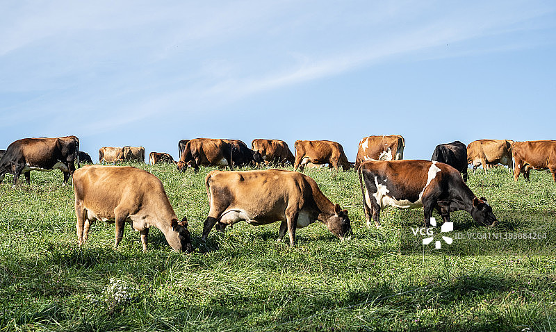 在宾夕法尼亚州乡间牧场上放牧的奶牛图片素材