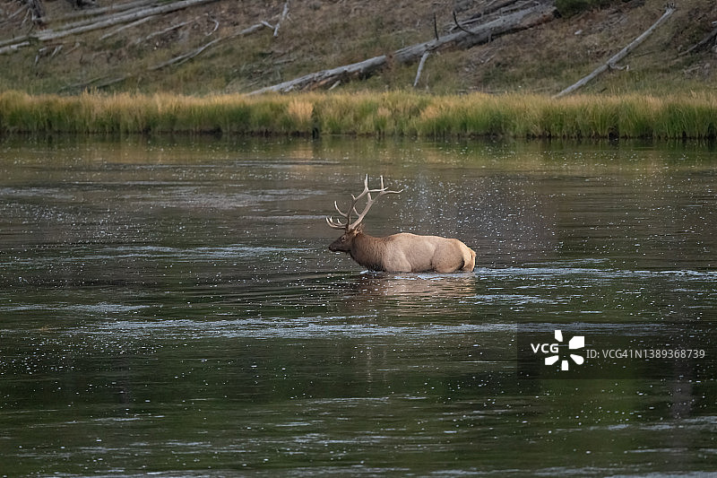 大公麋鹿在发情季节涉水过河，寻找他的牛群图片素材