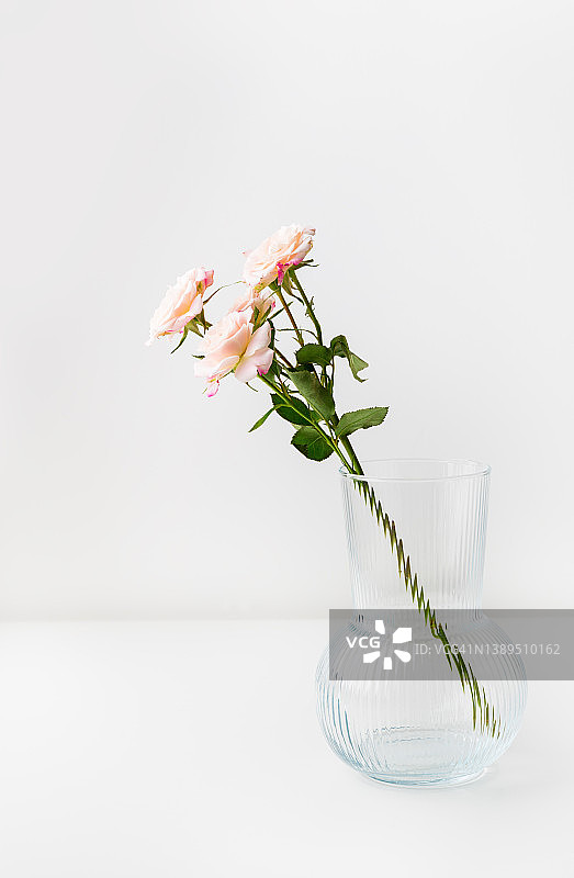 灰色的桌子上有一个花瓶，上面有玫瑰。浪漫的花卉静物与粉红色的花朵。图片素材