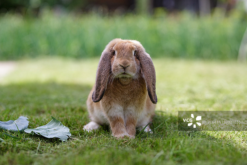 一个夏日阳光明媚的日子，一只棕色的兔子坐在草地上。图片素材