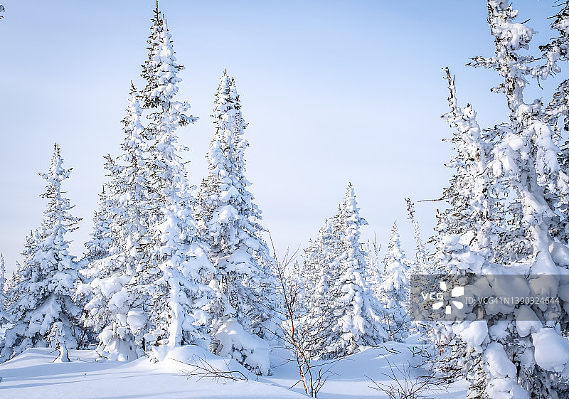 俄罗斯雪列格什滑雪胜地的冬季景观，位于西伯利亚的雪列格什山。雪山背景下的冷杉树图片素材