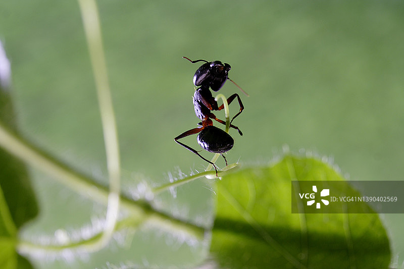 绿色树叶上的黑色蚂蚁特写图片素材
