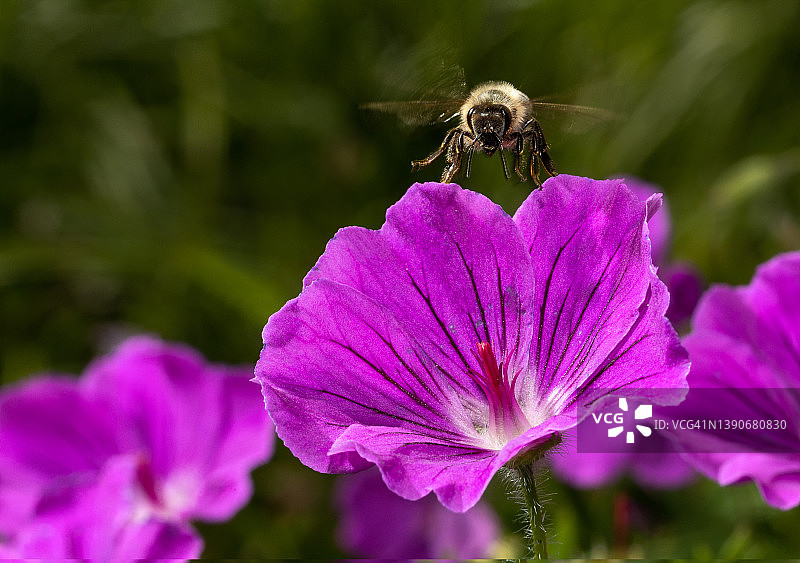 紫色花朵上的大蜜蜂图片素材