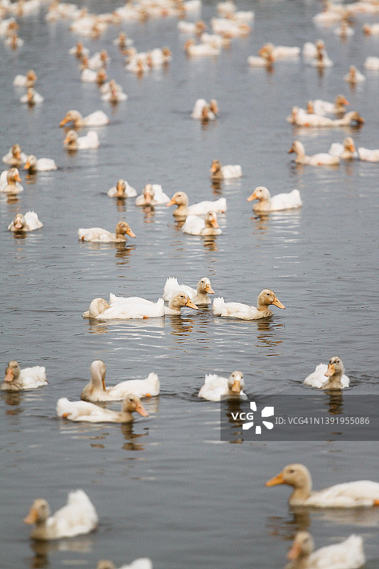 一群鸭子在池塘里游泳图片素材