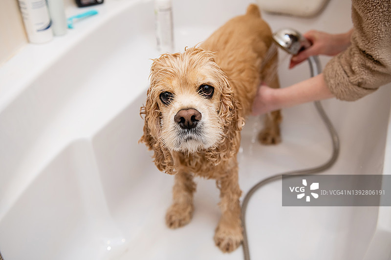 浴室里洗澡的时候，一只湿漉漉的西班牙猎犬。图片素材