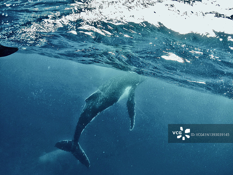 在汤加塔普游泳的座头鲸图片素材